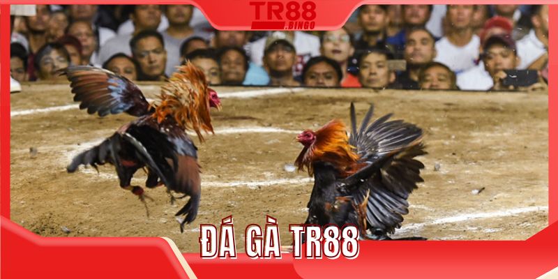 Đá gà TR88
